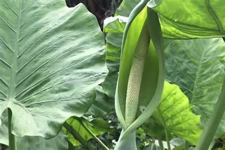 滴水观音的日常养护,做好六个要点生长更茂盛