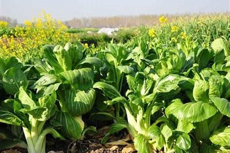 冬季荠菜种植正当时,越冷越美味？(附:家庭种植技巧)