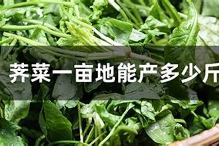 11月种植荠菜晚不晚