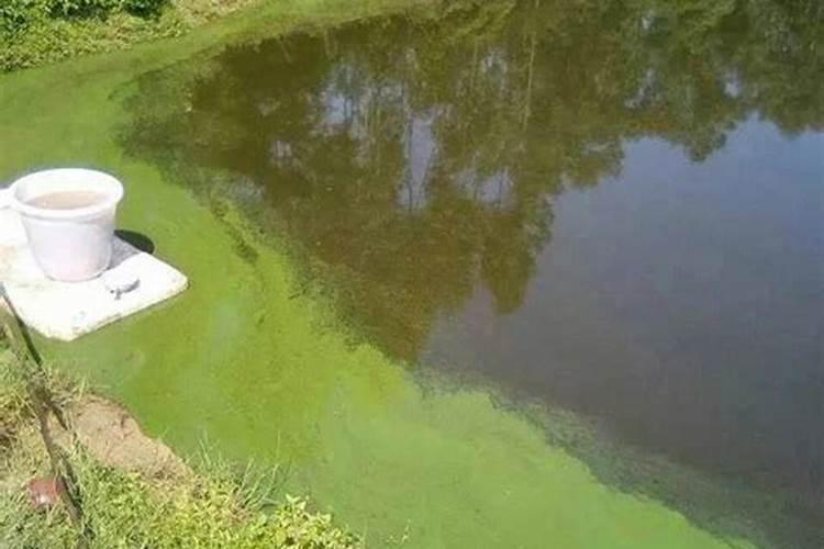 蓝藻—补磷还是控磷？