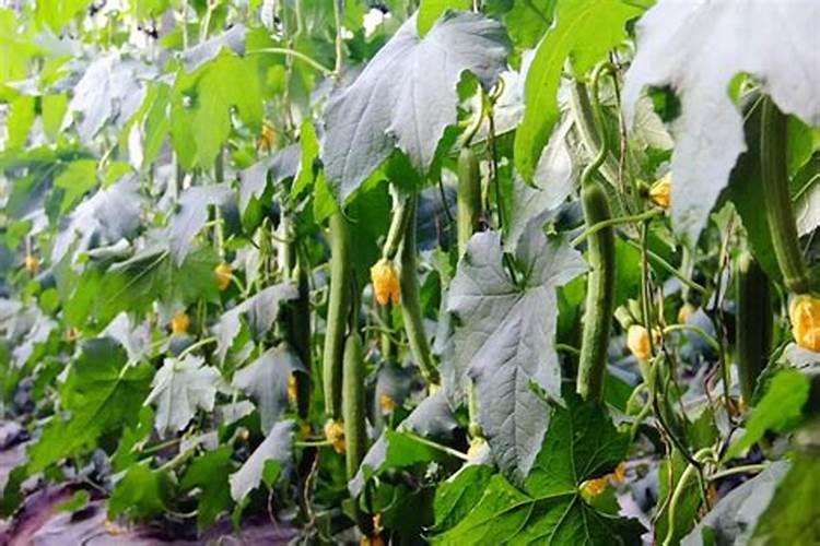 丝瓜怎样施肥增产？高产叶面肥用哪种好