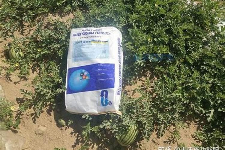 芦荟会开花吗？芦荟开花好吗？