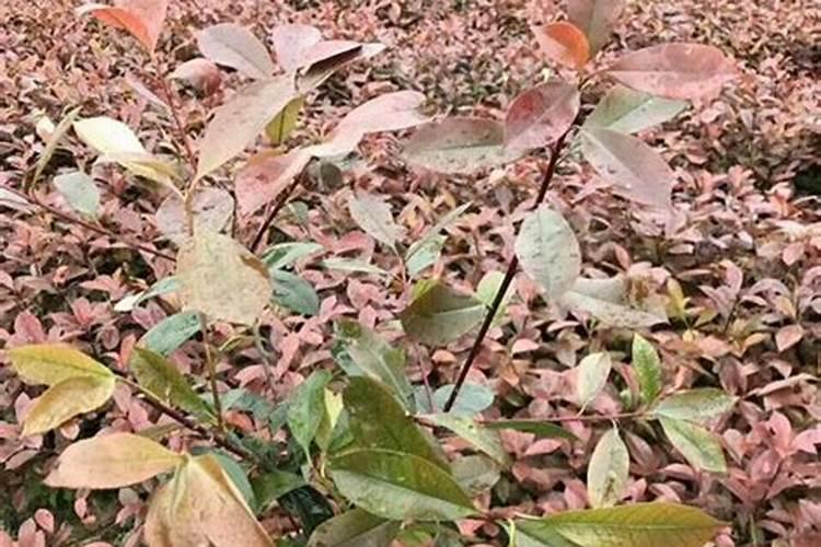 无花果施什么肥好