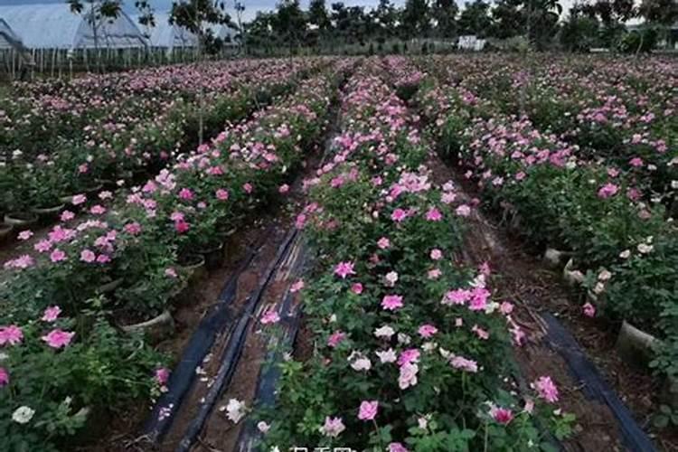 月季花现在都发芽了,而且也长新叶子了,可以施肥吗？