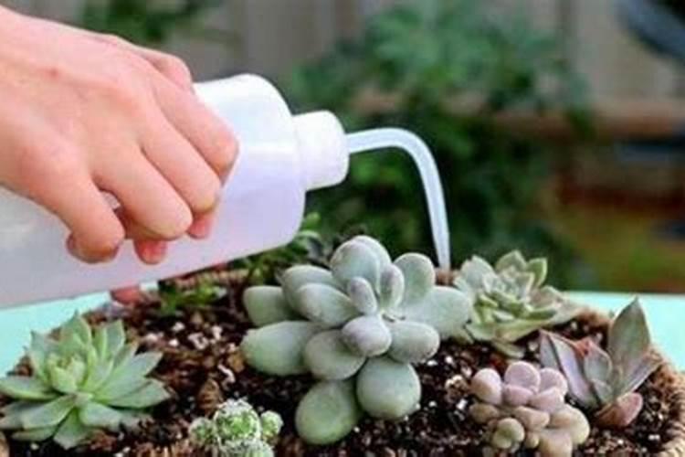 豆油可以浇花吗