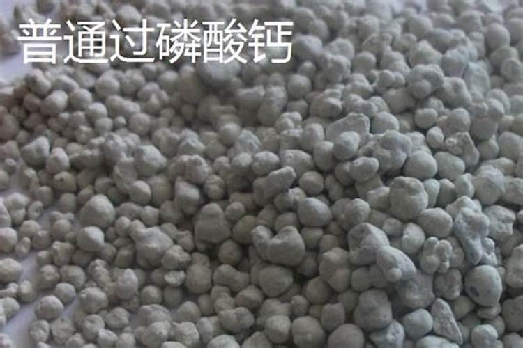 玉米什么时候浇水最关键