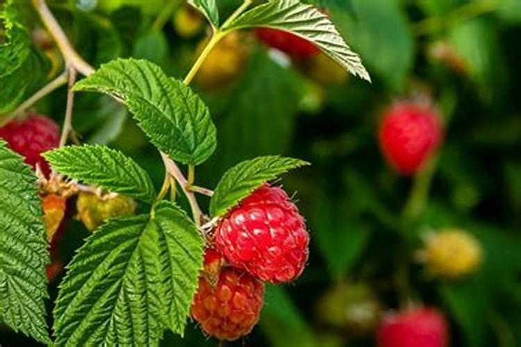 牵牛花施肥什么肥料好