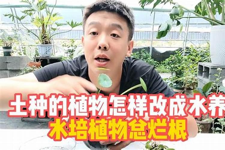 花椒树苗期怎么管理？花椒用什么肥料好？