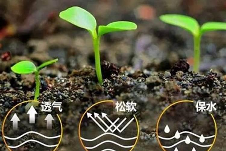 含腐植酸水溶肥料作用与使用方法