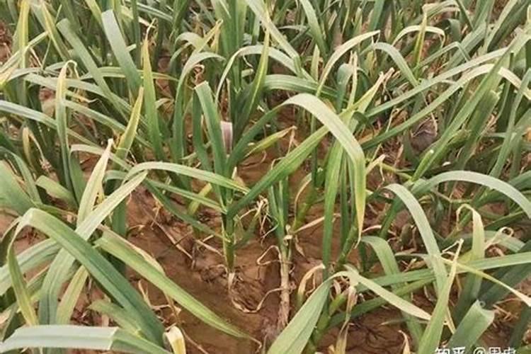 给蒜苗上棚4天之后没有放风今天发现蒜苗叶子变黄了该怎么办？