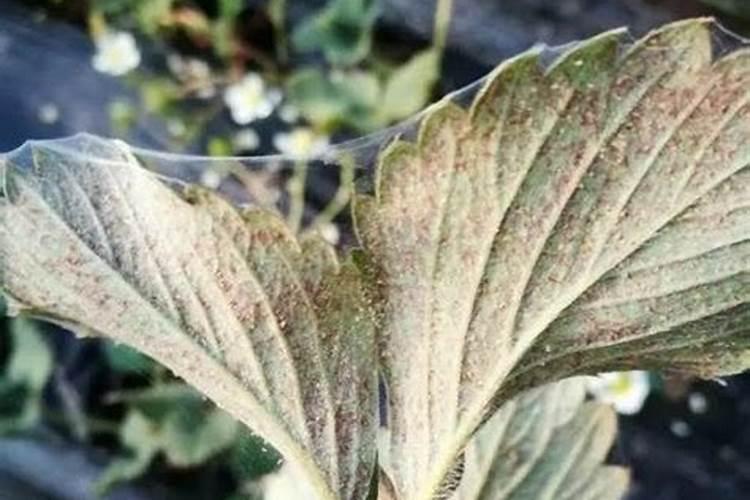 温室大棚西红柿如何施肥？叶面喷施注意事项