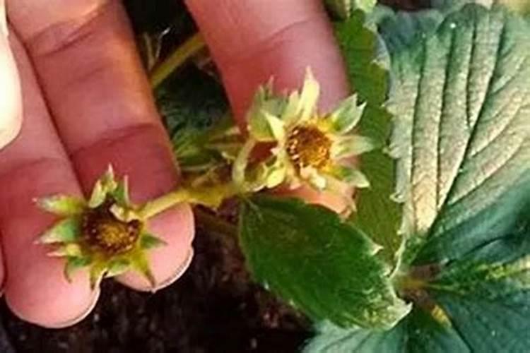 草莓叶子为什么会枯萎？