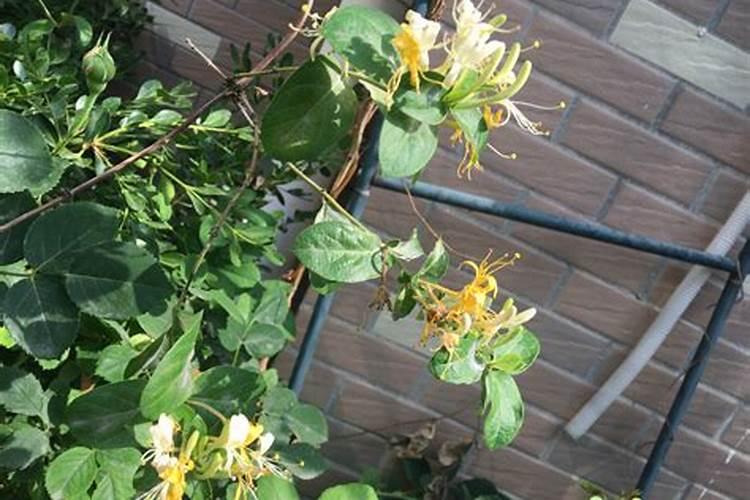 冠县黄瓜产自哪里