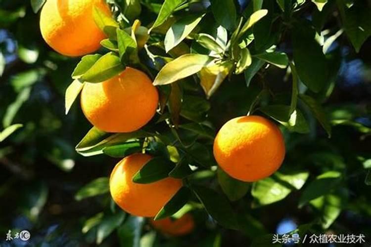 遇到091沃柑春梢大量出现的状况如何处理？