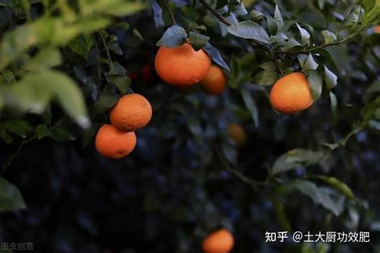 要是091沃柑春梢长得特别多该怎么解决？