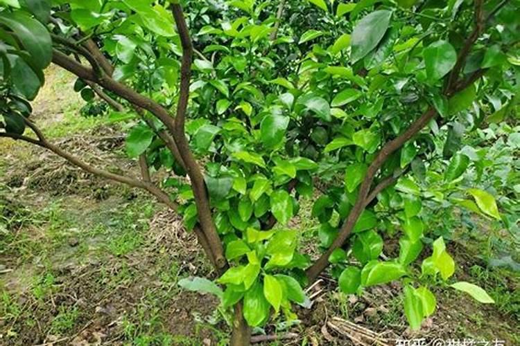 果树增甜叶面肥有哪些品牌,沃柑保花保果防裂,什么时间施肥好？