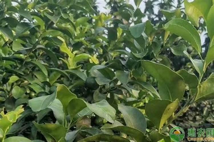 蜂蜜怎么鉴别是假的