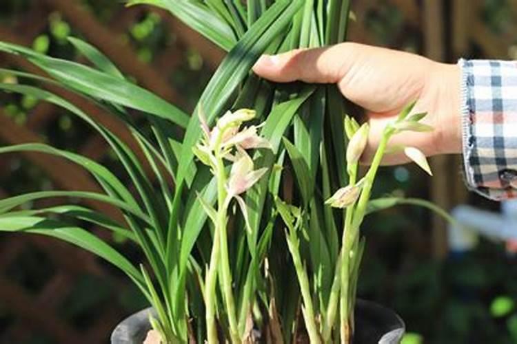 还在开花中的兰花能施肥吗