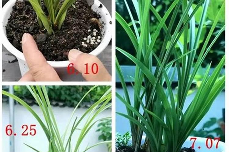 草莓用什么肥料做底肥能促生长？使用矿源黄腐酸钾的好处？