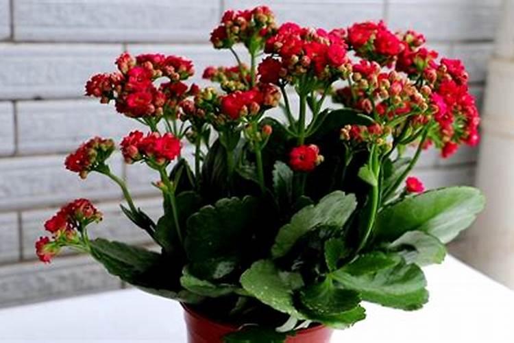 长寿花浇什么肥促开花