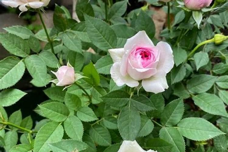 地栽牡丹秋季如何养护