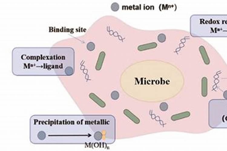 飞灰固化设备螯合剂对飞灰重金属的固化效果