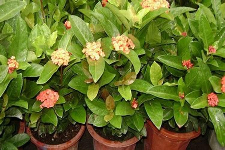 花卉叶面肥多久喷一次比较好 叶面肥打多了有害吗