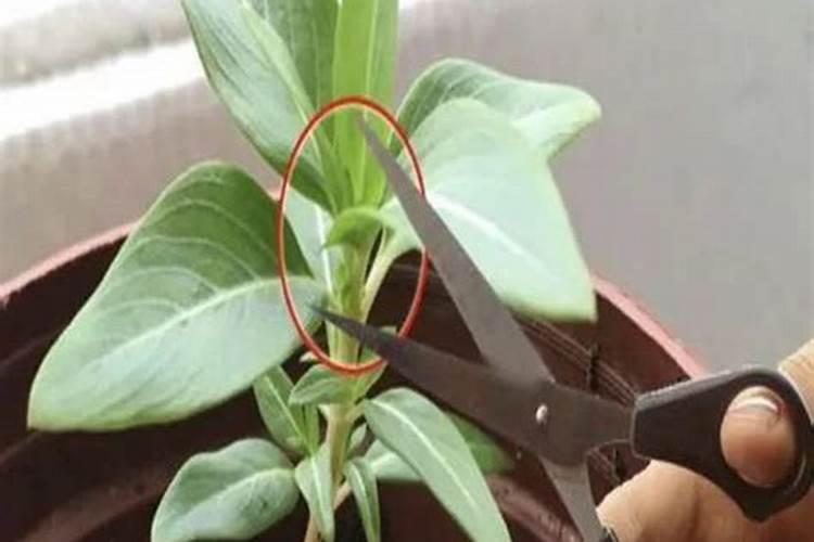 瑞香需要修剪摘心吗？ 瑞香修剪摘心后怎么养护