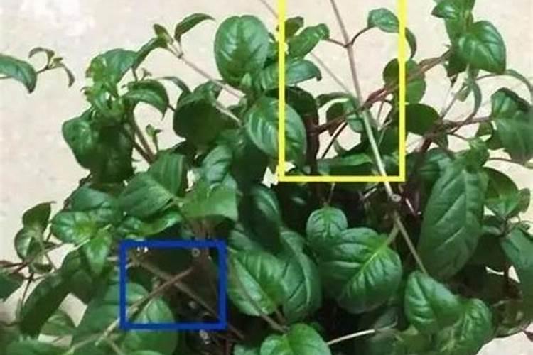 葡萄的修剪及其栽培管理