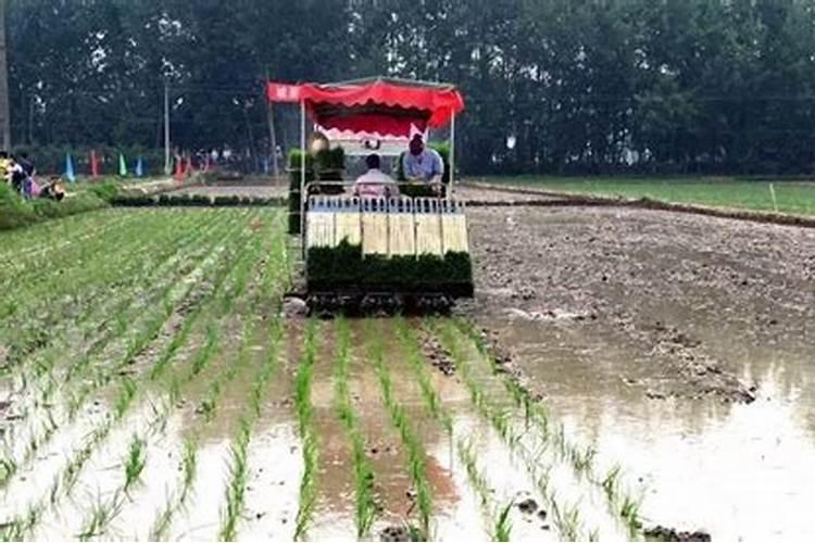 水稻插秧后返青后如何管理