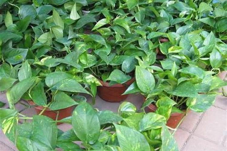 绿植施肥用什么肥料最好,给绿植施4种肥长得好