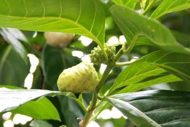 释迦果裂果、日烧果咋防治？