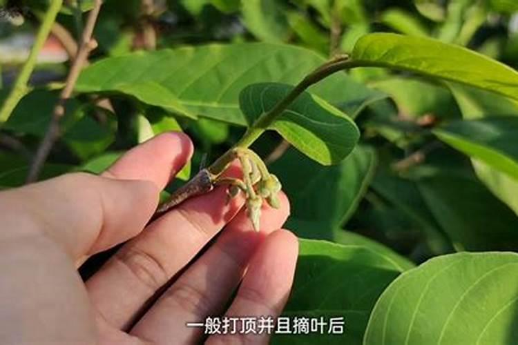 释迦果种几年结果,释迦果实生苗一般种植2～3年就会开始结果