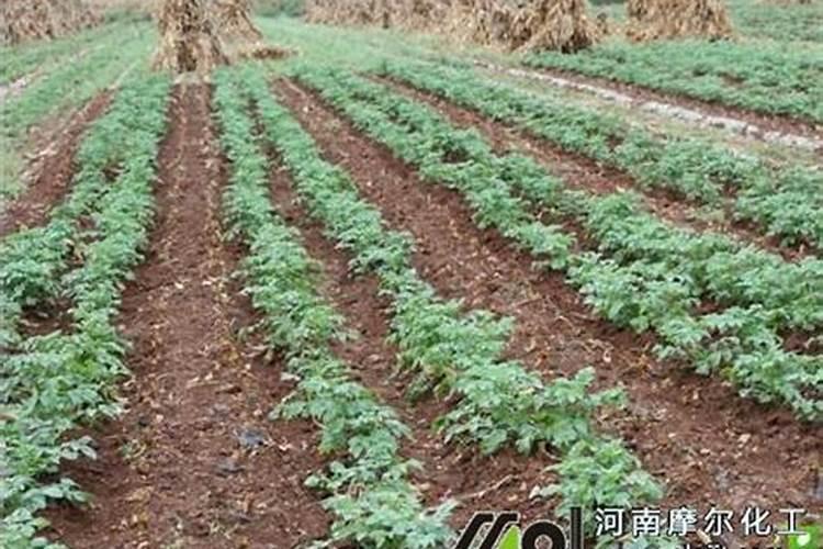 影响磷肥合理分配和施用的因素有哪些