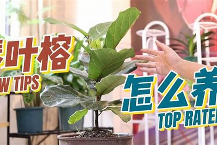 琴叶榕怎么施肥