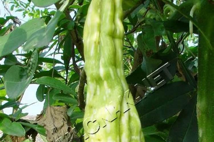 火烧土可以直接种花吗