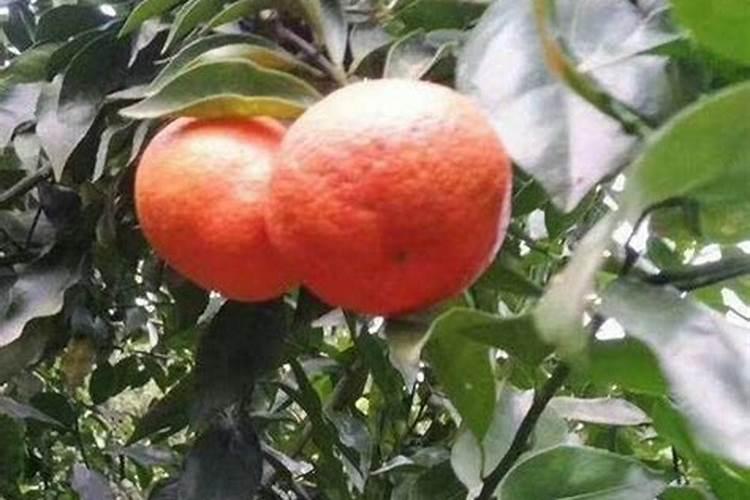 江西蔬菜微肥木醋液批发