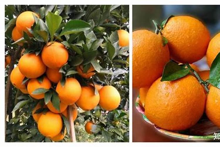 先正达益施帮叶面肥用在水果甘蔗上的应用与效果