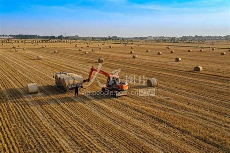 怎么种植红薯？