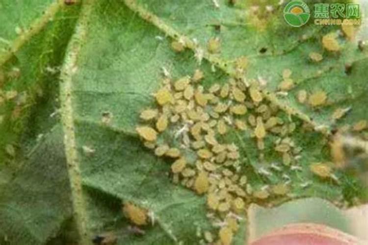 玉米什么时候打叶面肥好 使用方法有哪些