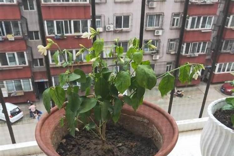 油菜冬天什么时候适合施肥