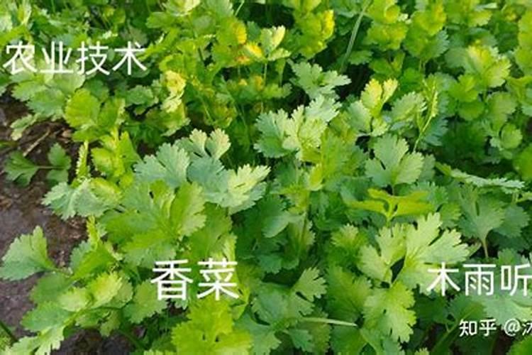 香菜喷什么叶面肥又黑又亮？