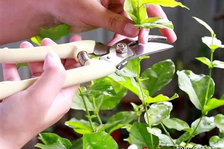 玉米啥时候打控制旺长的？