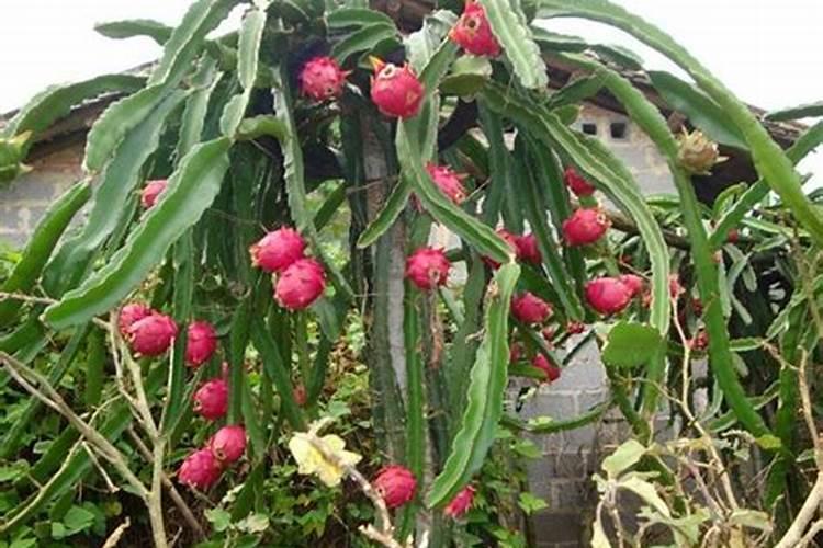 第一年的柑橘幼树怎样施肥才能长的粗壮？