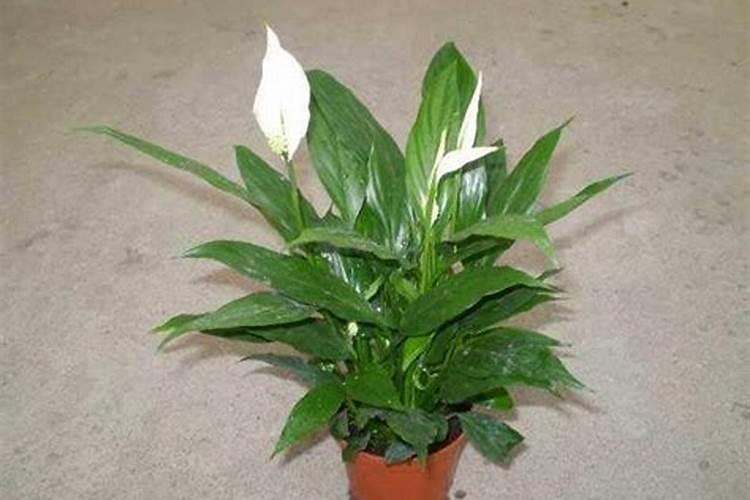 高钾肥适合浇什么花