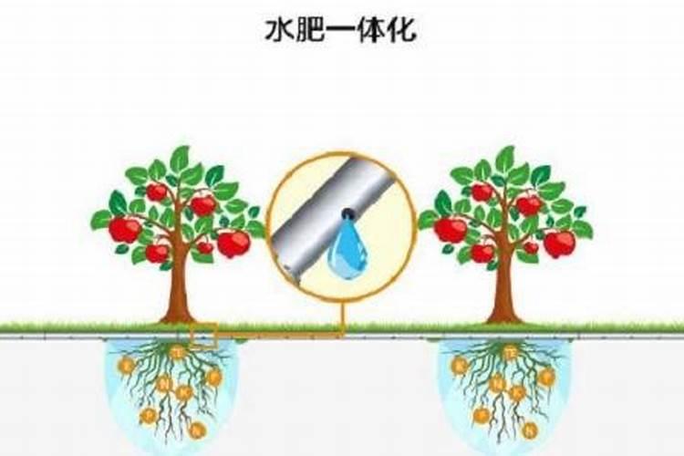 水溶肥的正确使用方法