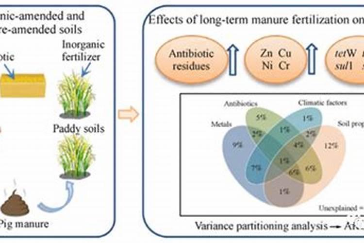 有机肥会烧死植物吗