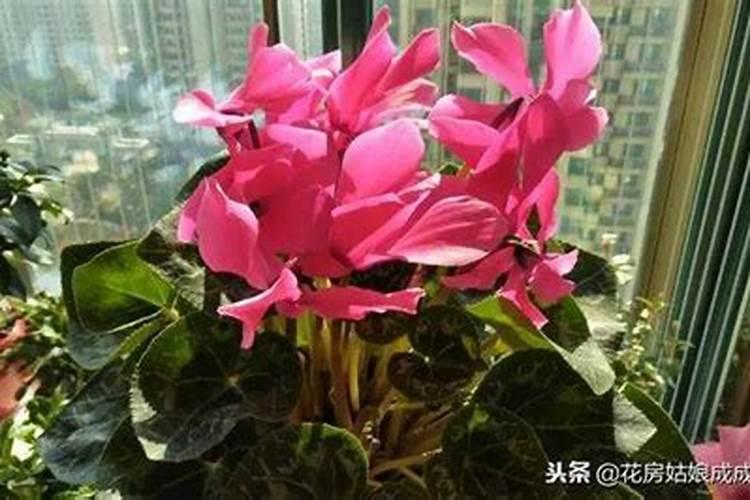 多肽氨基酸原粉用于肥料生产的建议参考配比!