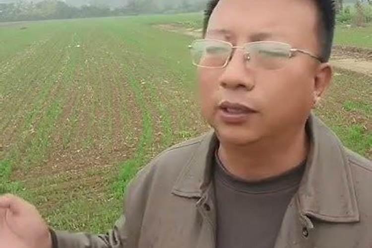 什么是氨基酸水溶肥？氨基酸水溶肥的功能作用有哪些