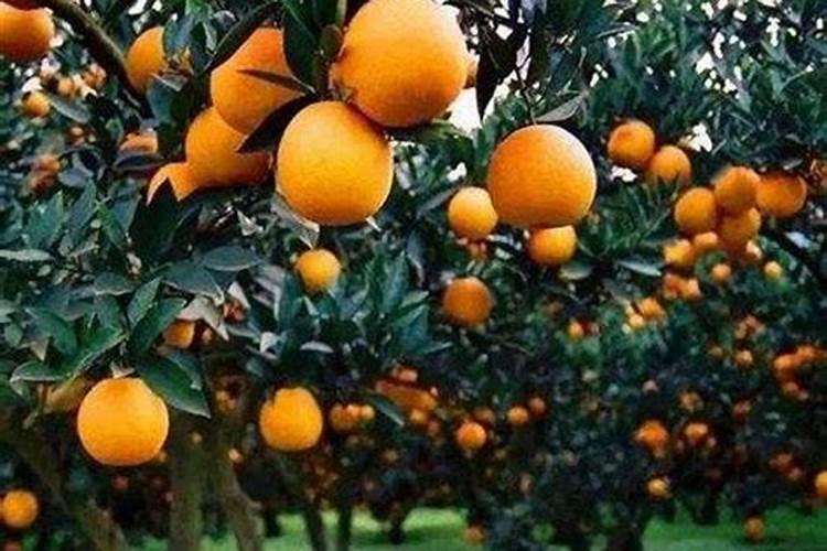 桂花施肥方法,用什么肥好